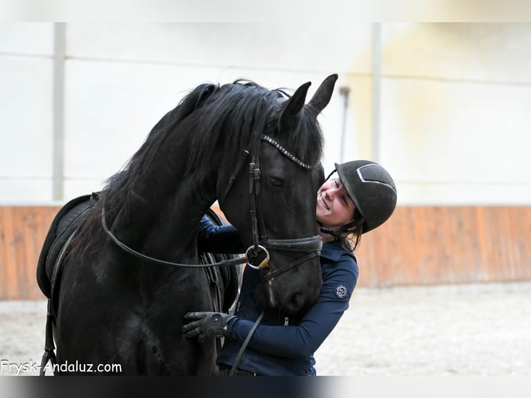 Frisones Yegua 8 años 165 cm Negro in Mijnsheerenland