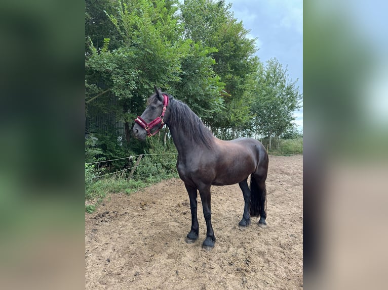 Frisones Yegua 8 años 167 cm Negro in Castricum