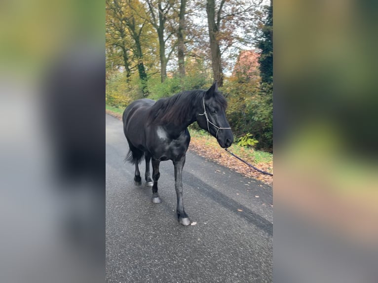 Frisones Mestizo Yegua 9 años 157 cm Negro in Ambt Delden