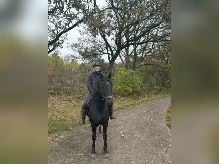 Frisones Mestizo Yegua 9 años 157 cm Negro in Ambt Delden