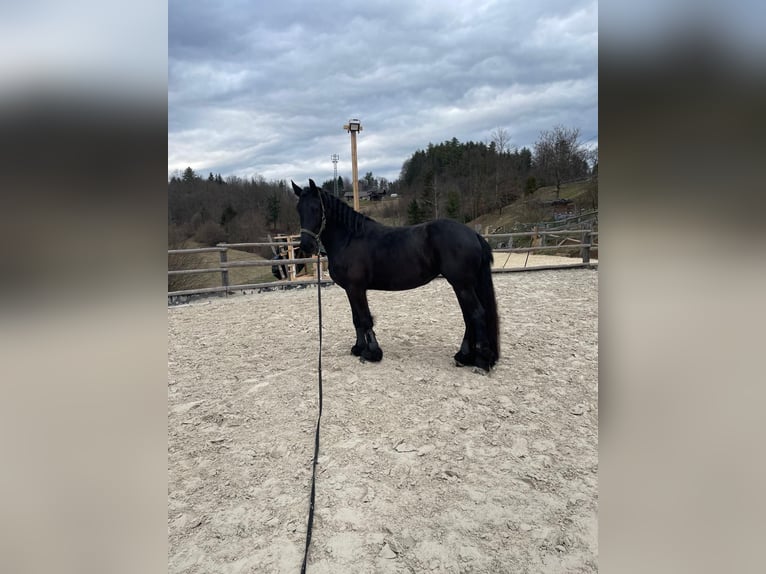 Frisones Yegua 9 años 160 cm Negro in Novo mesto
