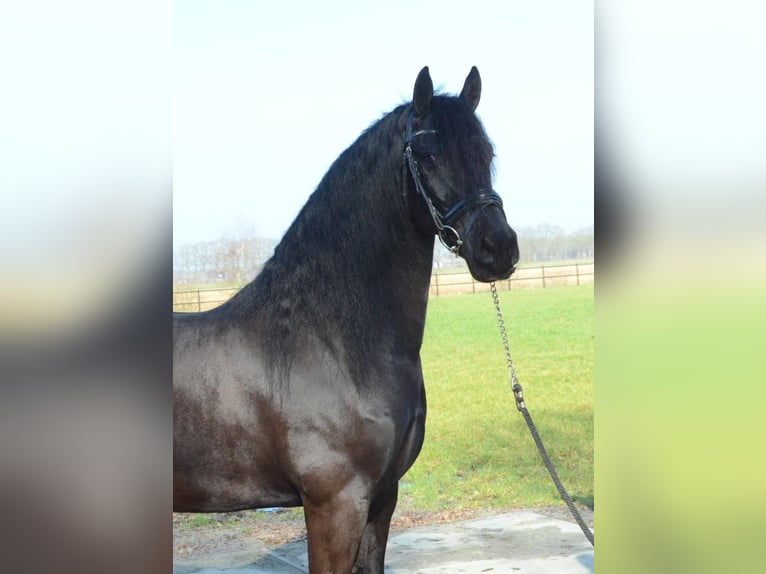 Frisones Yegua 9 años 163 cm Negro in Stegeren