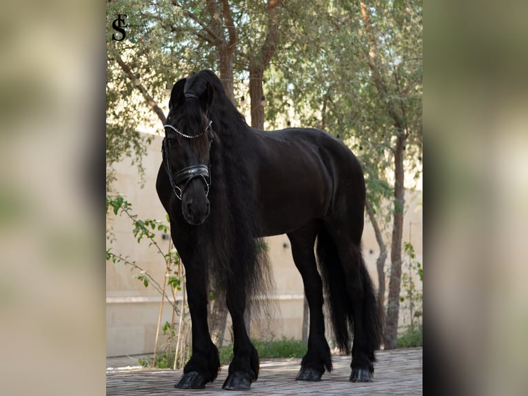 Frisones Yegua 9 años 164 cm Negro in Dubai
