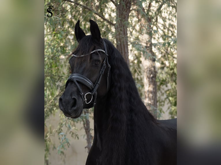 Frisones Yegua 9 años 164 cm Negro in Dubai