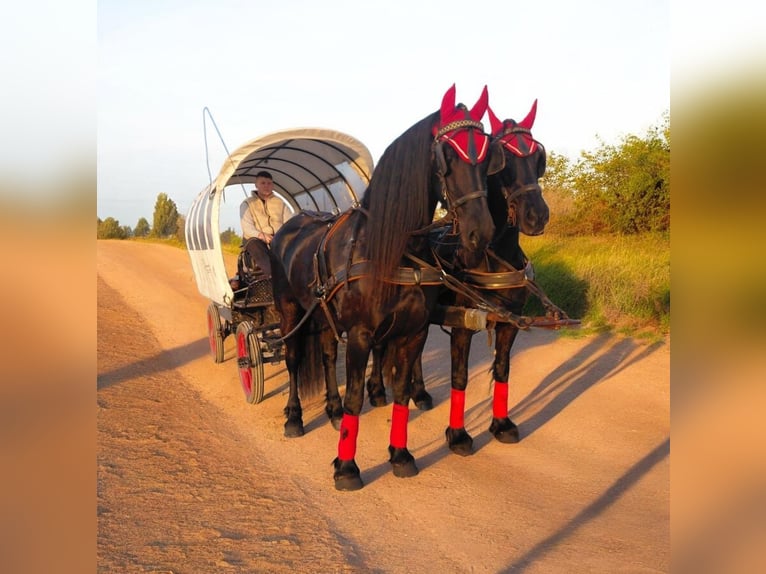 Frisones Yegua 9 años 165 cm Negro in Nordhausen