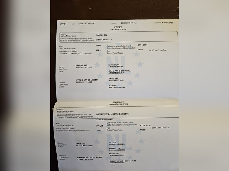 Frisones Yegua 9 años 165 cm Negro in Schorndorf Frisones Yegua 9 años 165 cm Negro in Schorndorf