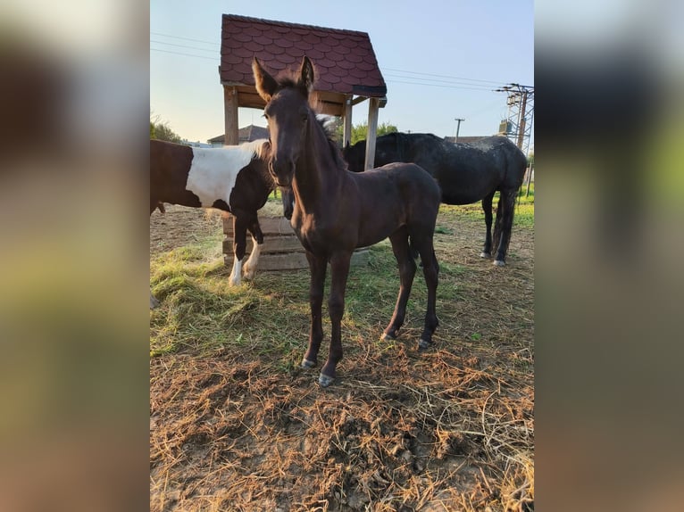 Frisones Yegua Potro (05/2025) 165 cm Negro in P&#x159;erov