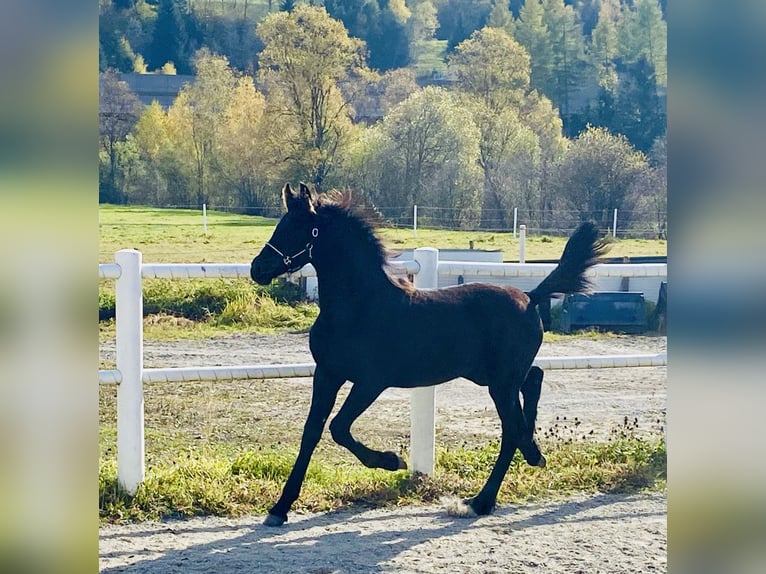 Frisones Yegua Potro (08/2025) 167 cm Negro in Sankt Michael  im Lungau