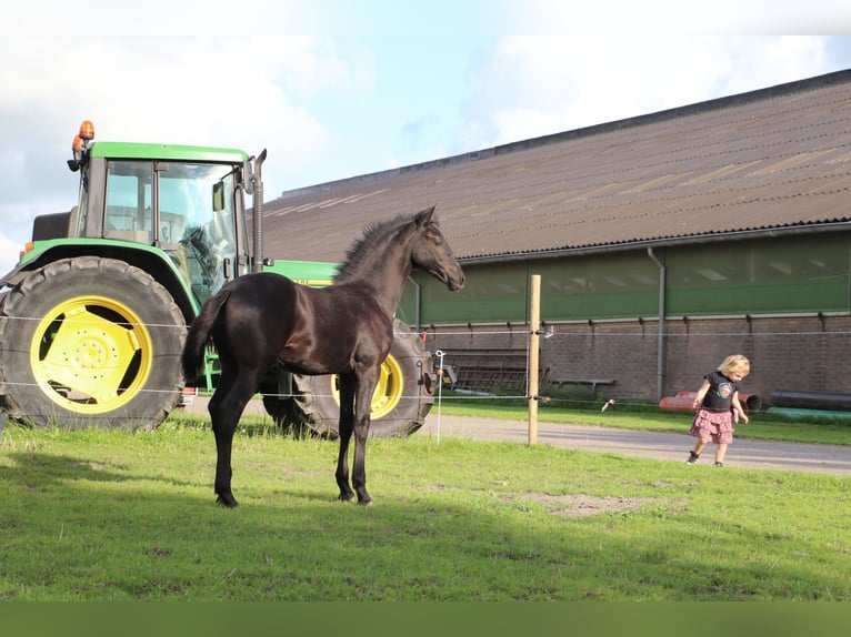 Frisones Mestizo Yegua Potro (04/2024) Musgo in Franeker