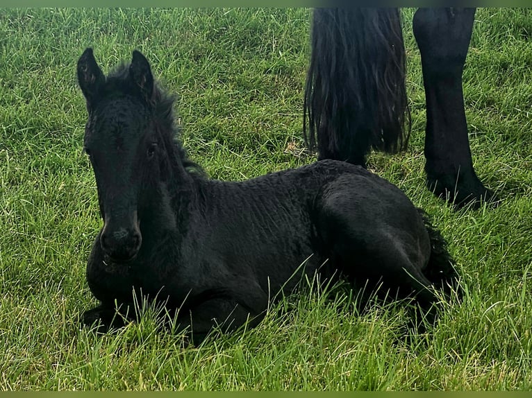 Frisones Yegua  Negro in Kranenburg