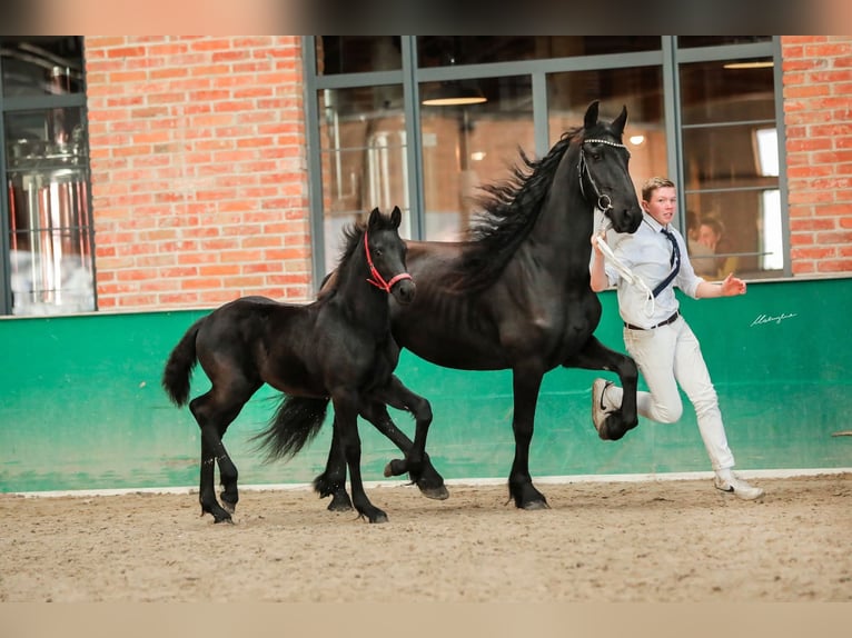 Frisones Yegua Potro (06/2025) Negro in Mas&#x142;&#xF3;w