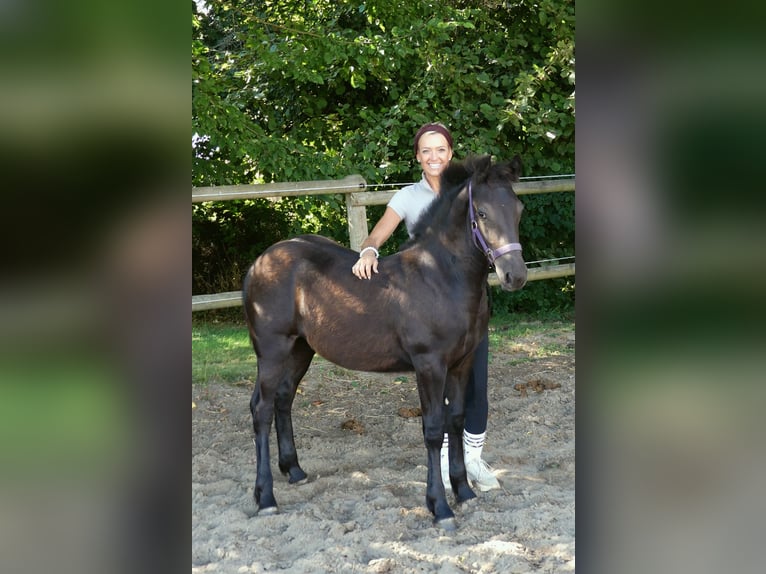 Frisones Mestizo Yegua Potro (03/2026) Negro in Bünde