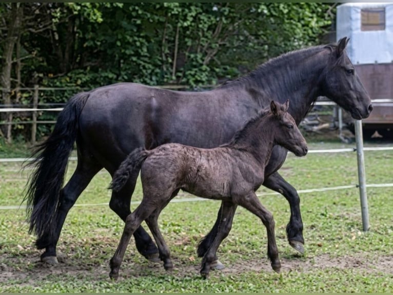 Frisones Mestizo Yegua Potro (04/2026) Negro in Wardenburg