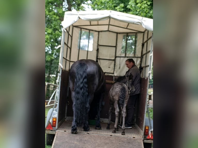 Frisones Mestizo Yegua Potro (04/2026) Negro in Wardenburg