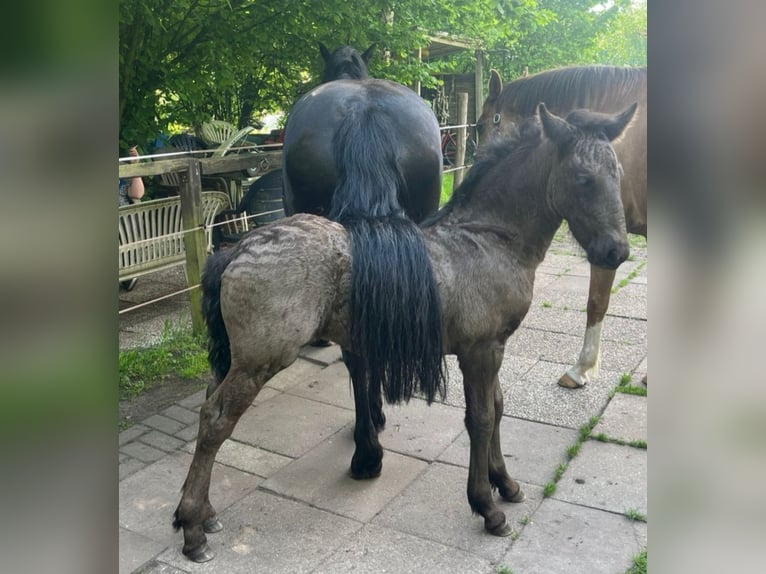 Frisones Mestizo Yegua Potro (04/2026) Negro in Wardenburg