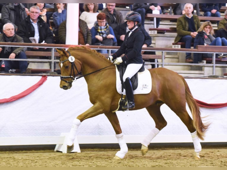 FÜNF STERNE ROYAL Hanoverian Stallion Chestnut-Red in Warendorf