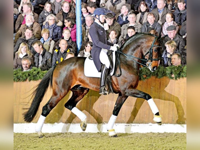 FÜRST ROMANCIER Oldenburg Stallone Baio scuro in Steinfeld (Oldenburg)