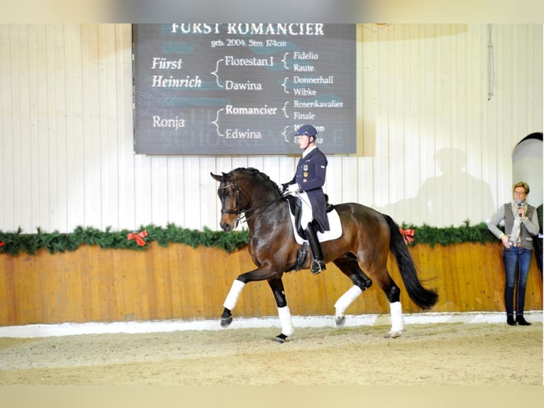 FÜRST ROMANCIER Oldenburg Stallone Baio scuro in Steinfeld (Oldenburg)