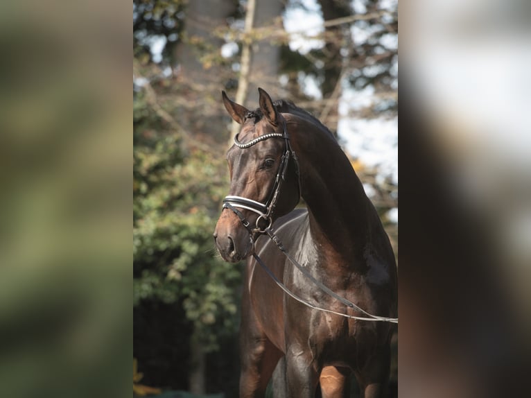 FÜRST TOTO Hannover Stallone Baio scuro in Steinfeld (Oldenburg)