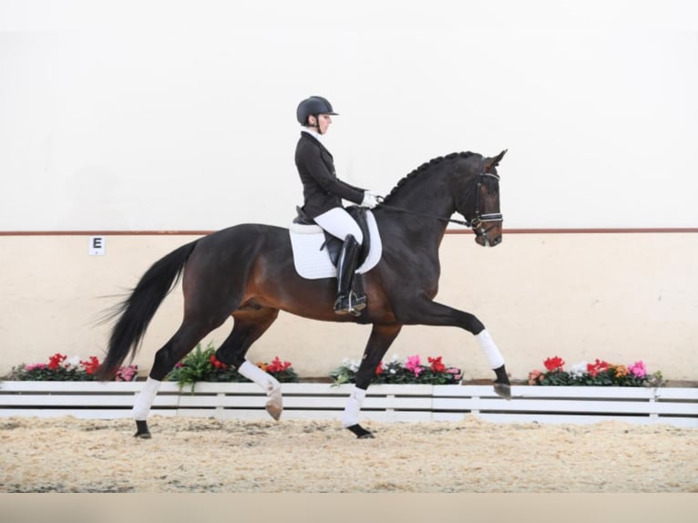 FÜRST TOTO Hannover Stallone Baio scuro in Steinfeld (Oldenburg)