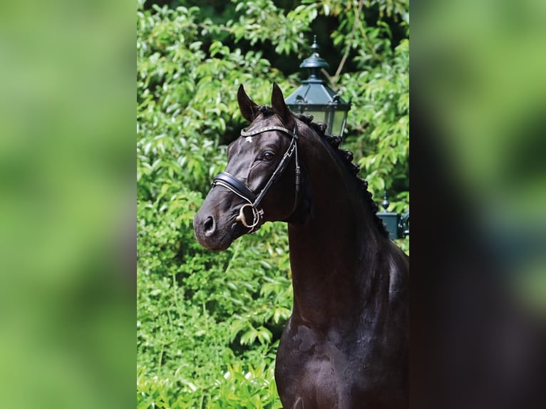 FÜRST ZONIK PS Oldenburg Stallone Baio nero in Steinfeld (Oldenburg)
