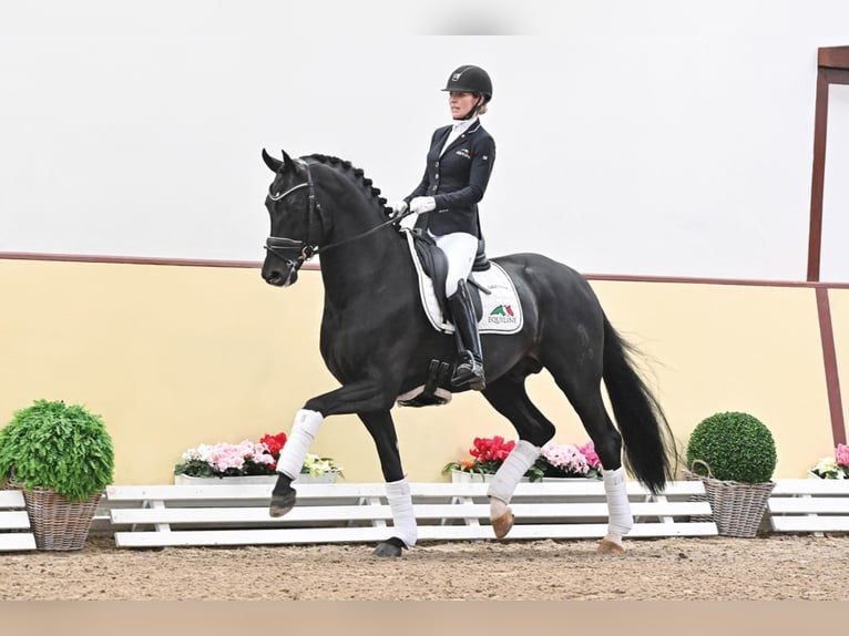 FÜRST ZONIK PS Oldenburg Stallone Baio nero in Steinfeld (Oldenburg)