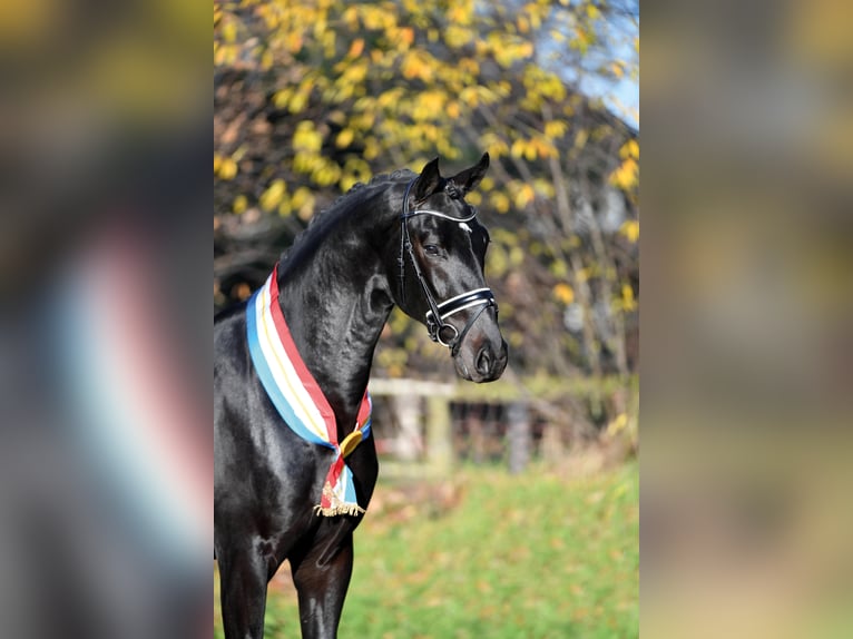 FÜRST ZONIK PS Oldenburg Stallone Baio nero in Steinfeld (Oldenburg)
