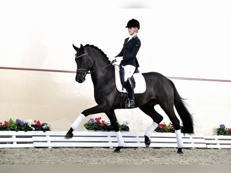 FÜRSTEN-LOOK Hanoverian Stallion Black in Steinfeld (Oldenburg)