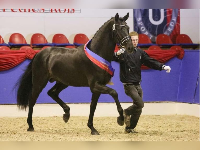 FÜRSTEN-LOOK Hanoverian Stallion Black in Steinfeld (Oldenburg)