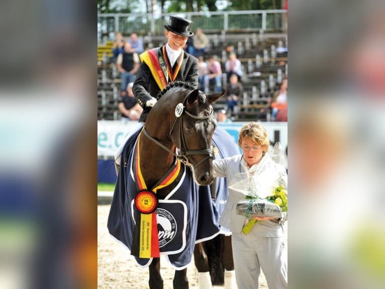 FÜRSTENBALL Oldenburg Stallone Baio nero in Steinfeld (Oldenburg)