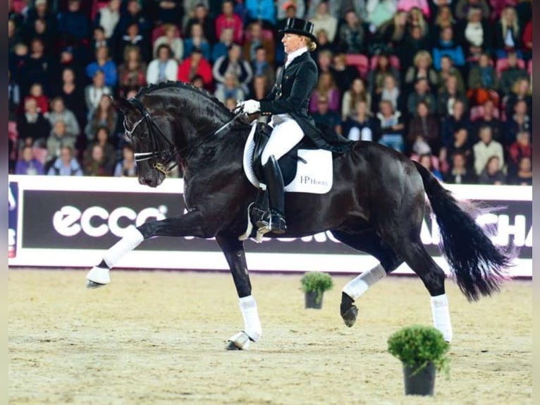 FÜRSTENBALL Oldenburg Stallone Baio nero in Steinfeld (Oldenburg)