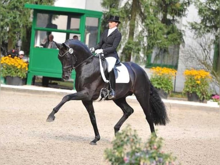 FÜRSTENBALL Oldenburg Stallone Baio nero in Steinfeld (Oldenburg)