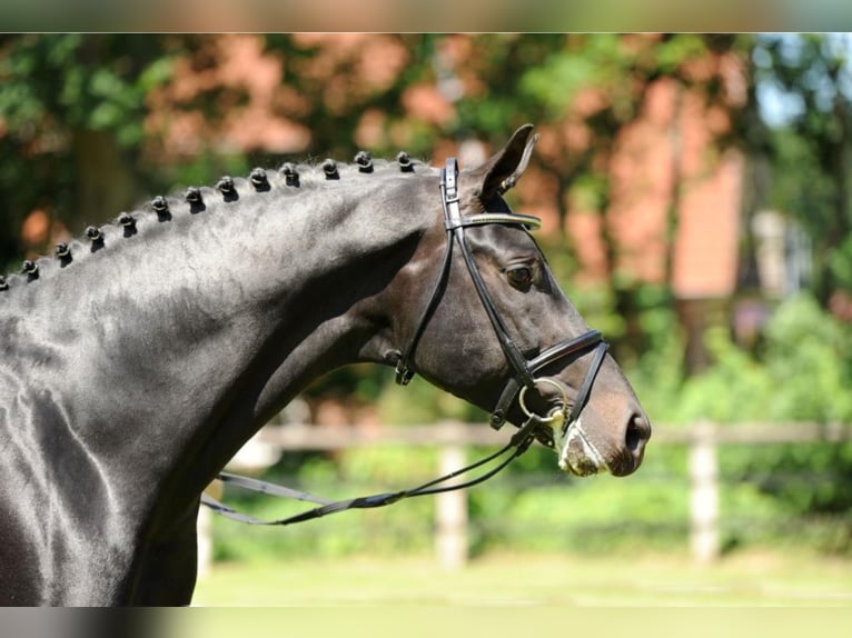 FÜRSTENBALL Oldenburg Stallone Baio nero in Steinfeld (Oldenburg)