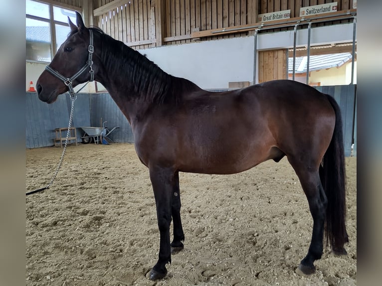 Furioso Caballo castrado 10 años 163 cm Castaño oscuro in Schönau/Mühlkreis