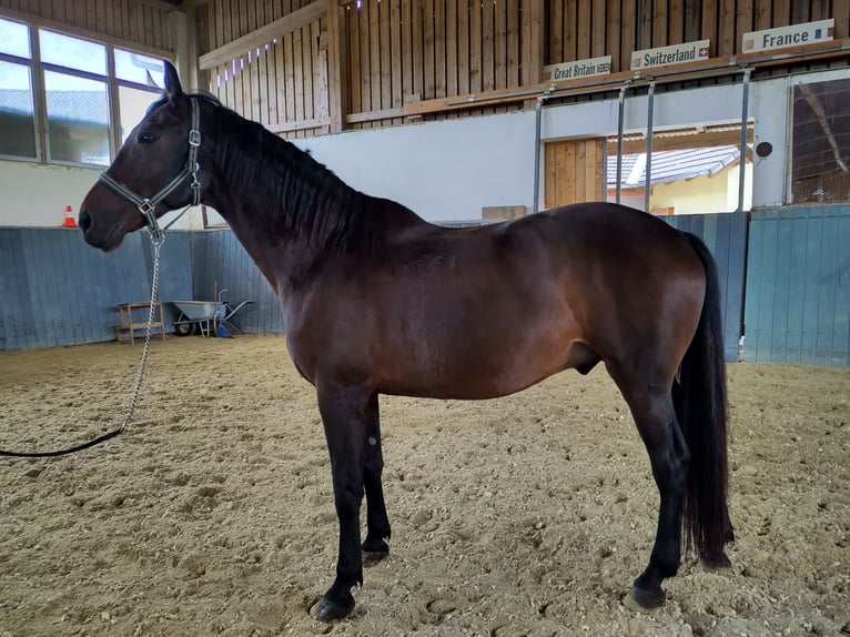 Furioso Caballo castrado 10 años 163 cm Castaño oscuro in Schönau/Mühlkreis