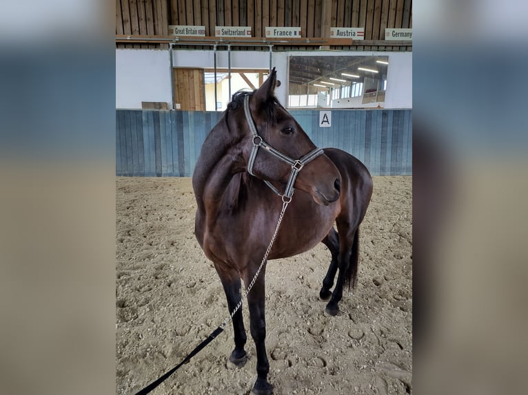 Furioso Caballo castrado 10 años 163 cm Castaño oscuro in Schönau/Mühlkreis