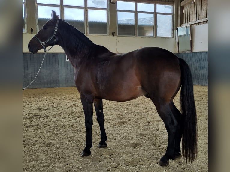 Furioso Caballo castrado 10 años 163 cm Castaño oscuro in Schönau/Mühlkreis