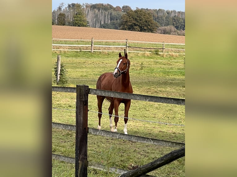 Furioso Caballo castrado 10 años 166 cm Alazán in Lemgo