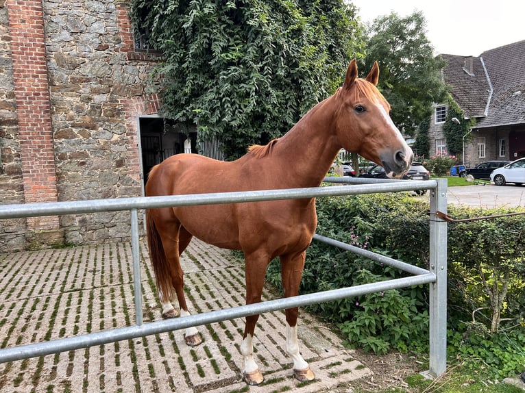 Furioso Caballo castrado 10 años 166 cm Alazán in Lemgo