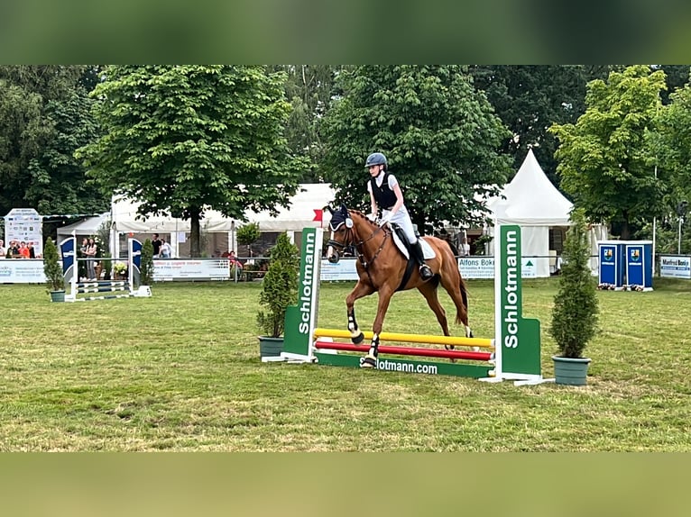 Furioso Caballo castrado 10 años 166 cm Alazán in Lemgo