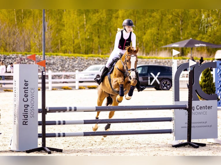 Furioso Caballo castrado 17 años 164 cm Castaño in Grojec