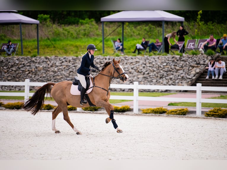 Furioso Caballo castrado 17 años 164 cm Castaño in Grojec