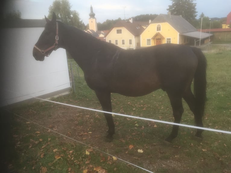 Furioso Caballo castrado 17 años 170 cm Castaño in gross gerungs