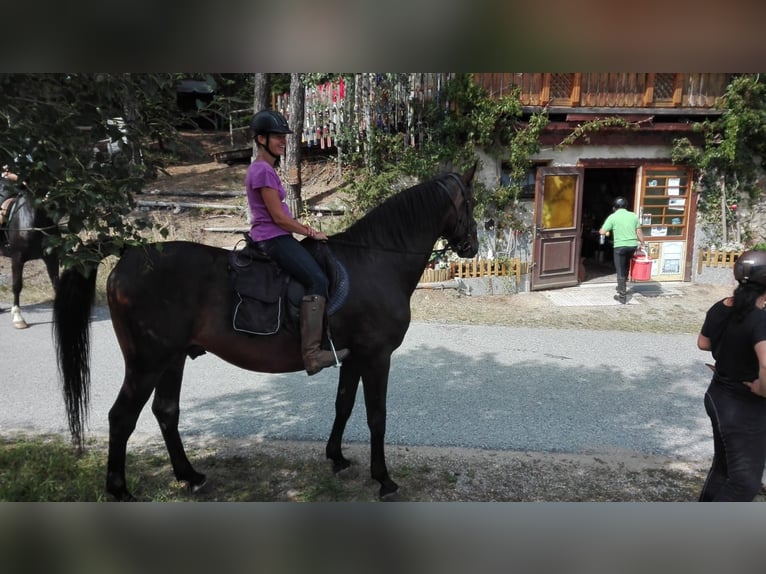 Furioso Caballo castrado 17 años 170 cm Castaño in gross gerungs