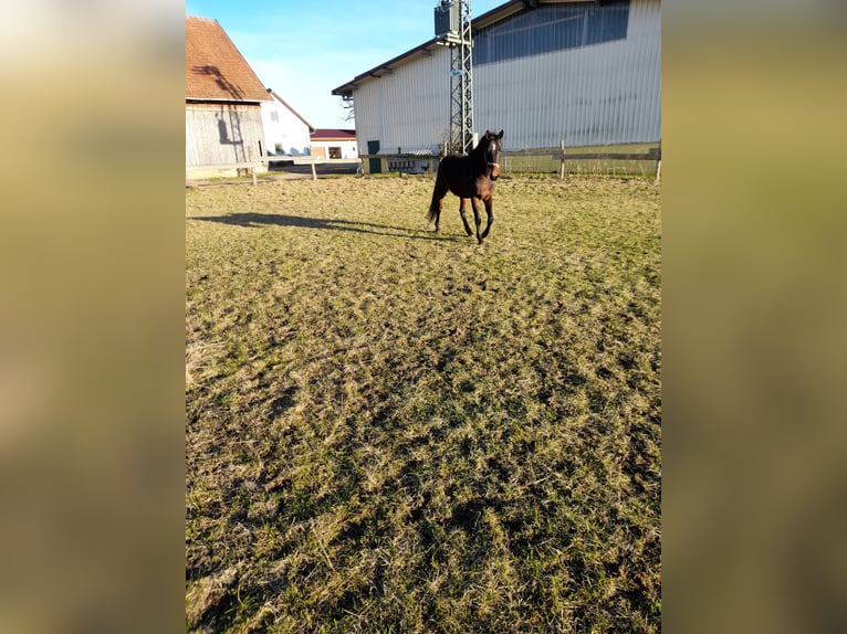 Furioso Caballo castrado 4 años 155 cm Castaño in Bad Saulgau