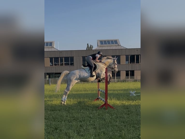 Furioso Caballo castrado 6 años 160 cm Tordo in Filzmoos