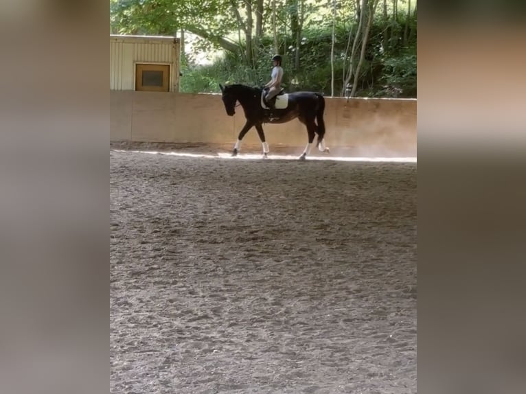 Furioso Caballo castrado 6 años 173 cm Negro in Biebergem&#xFC;nd