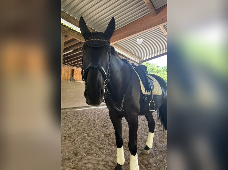 Furioso Caballo castrado 6 años 173 cm Negro in Biebergem&#xFC;nd