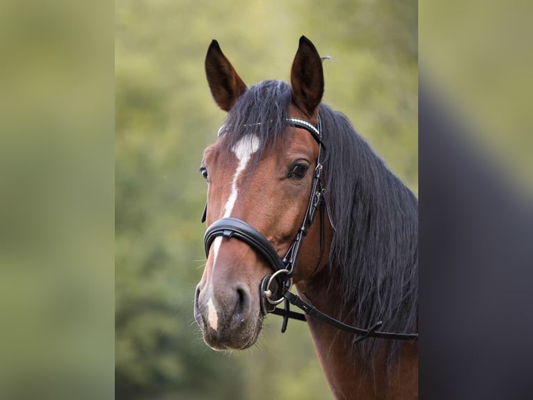 Furioso Mestizo Caballo castrado 8 años 150 cm Castaño rojizo in Biatorb&#xE1;gy