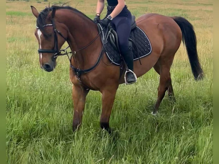 Furioso Mestizo Caballo castrado 8 años 150 cm Castaño rojizo in Biatorb&#xE1;gy